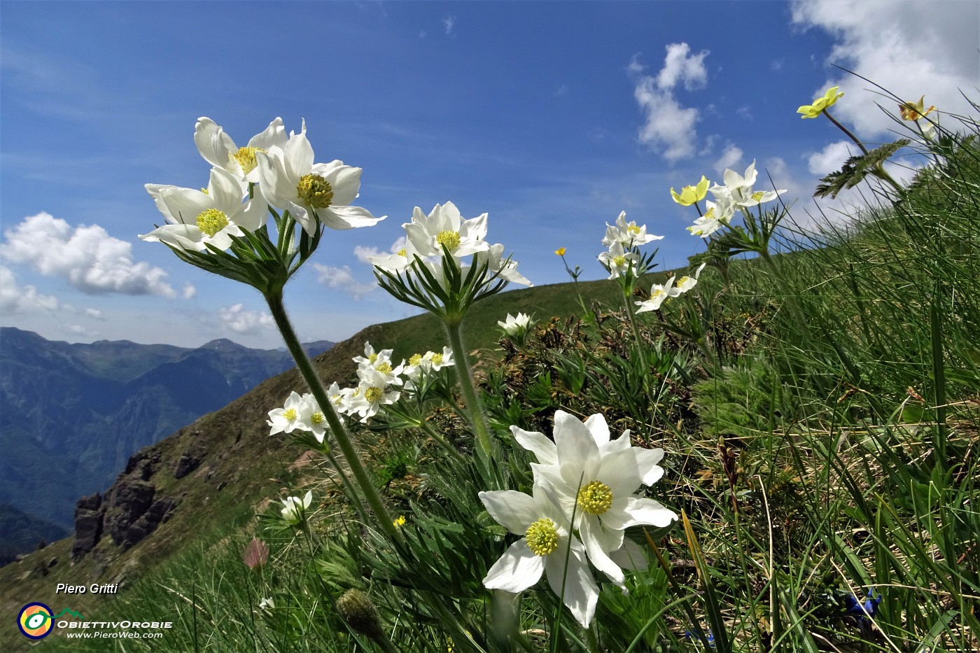 32 Anemone narcissino (Anemone narcissiflora) salendo ai Laghetti di Ponteranica.JPG -                                